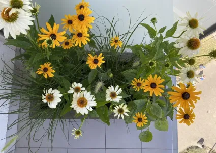 IMG_0676_wynik