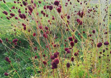 IMG_20190731_194406_wynik