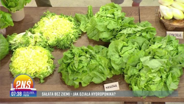 Sałata bez ziem jak działa hydroponika
