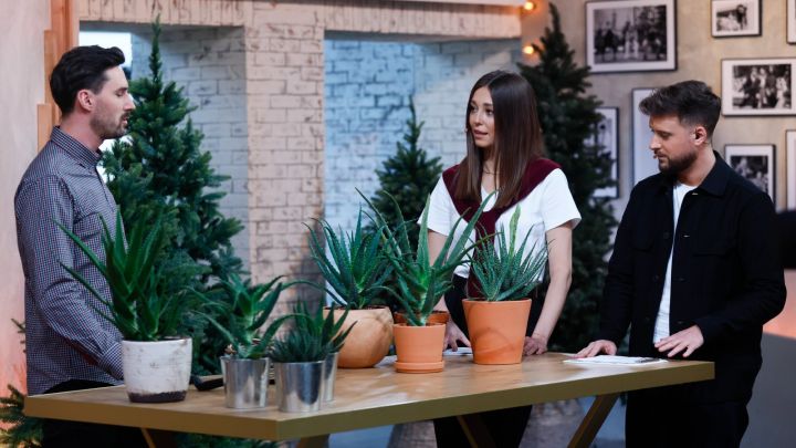 Jak uprawiać i pielęgnować aloes